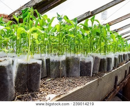 Seedlings Of Pepper. Pepper In Greenhouse Cultivation. Seedlings In The Greenhouse. Growing Of Veget