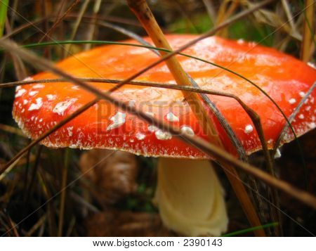 Toadstool