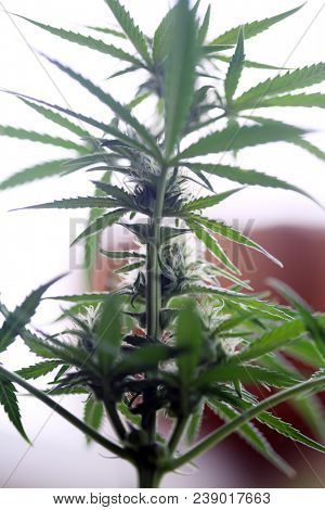 Marijuana plants. Marijuana farming. prop. 64.  Marijuana Flower Close Up. 