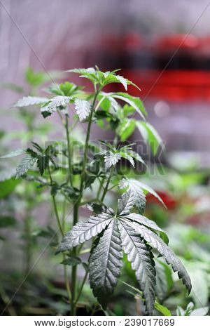 Marijuana plants. Marijuana farming. prop. 64.  Marijuana Flower Close Up. 