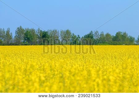 Rapeseed Field, Yellow Oil Rape Seeds In Bloom. Green Energy Field.