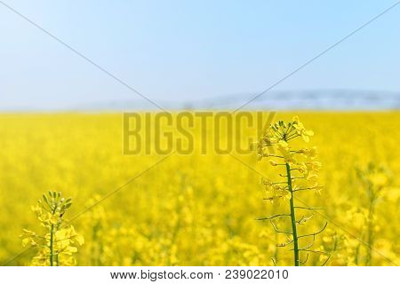 Rapeseed Field, Yellow Oil Rape Seeds In Bloom. Green Energy Field.