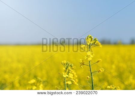 Rapeseed Field, Yellow Oil Rape Seeds In Bloom. Green Energy Field.