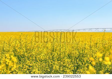 Rapeseed Field, Yellow Oil Rape Seeds In Bloom. Green Energy Field.