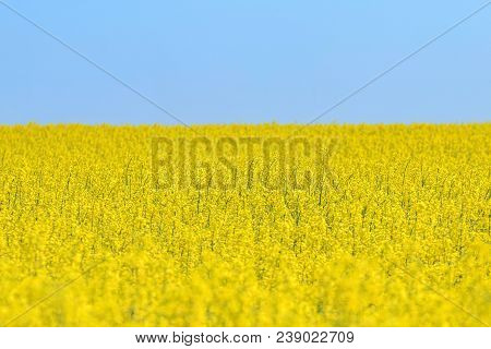 Rapeseed Field, Yellow Oil Rape Seeds In Bloom. Green Energy Field.