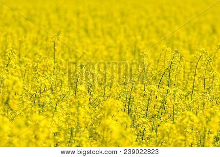 Rapeseed Field, Yellow Oil Rape Seeds In Bloom. Green Energy Field.