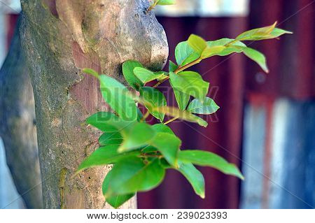 Crepe Myrtle Tree Tunk With Green Leaves