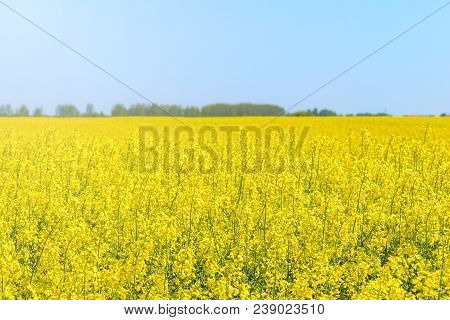 Rapeseed Field, Yellow Oil Rape Seeds In Bloom. Green Energy Field.