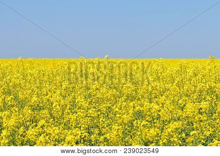 Rapeseed Field, Yellow Oil Rape Seeds In Bloom. Green Energy Field.
