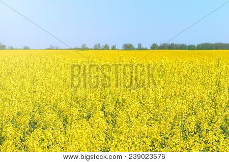 Rapeseed Field, Yellow Oil Rape Seeds In Bloom. Green Energy Field.