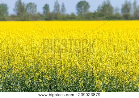 Rapeseed Field, Yellow Oil Rape Seeds In Bloom. Green Energy Field.