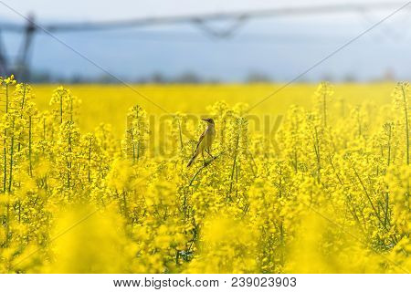 Rapeseed Field, Yellow Oil Rape Seeds In Bloom. Green Energy Field.
