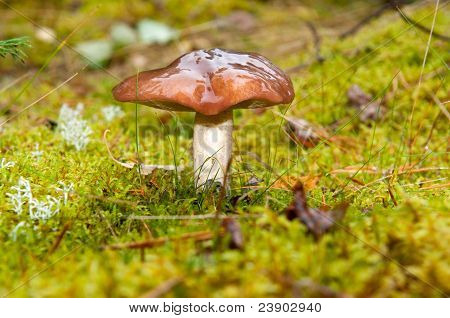 Funghi commestibili (Suillus variegatus)