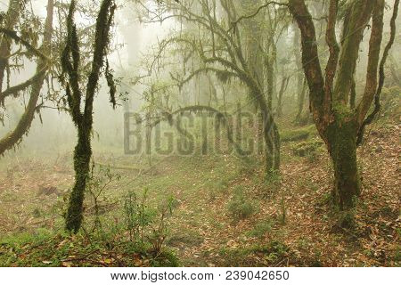 Mystic Ambience In A Rainforest Near Ghandruk, Nepal. Branches Of Trees Covered By Green Moss. Fogy 