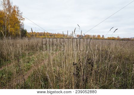 Field And Trees On The Background In An Autumn Day