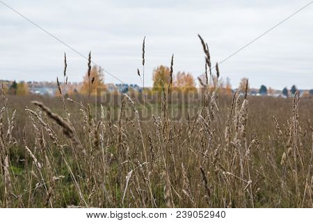Field And Trees On The Background In An Autumn Day