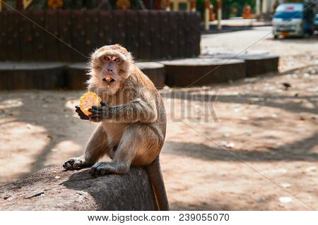 Macaque Monkey Eats Corn While Sitting By The Road In The City. Monkey Looks At The Camera With His 