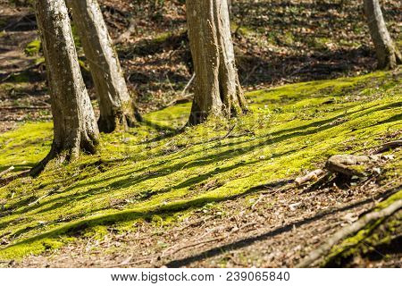View Of The Clearing With Moss, Goryachy Klyuch, Russia. Copy Space For Text