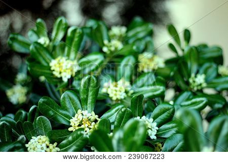 Evergreen Shrub Plant Pittosporum Tobira, Australian Laurel, Japanese Pittosporum, Mock Orange, Japa