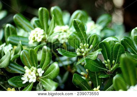 Evergreen Shrub Plant Pittosporum Tobira, Australian Laurel, Japanese Pittosporum, Mock Orange, Japa