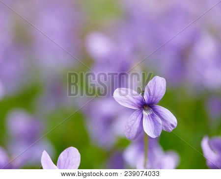 Spruce Branches And Snowdrops. Liverwort Noble. The First Spring Flowers In The Belarusian Forest