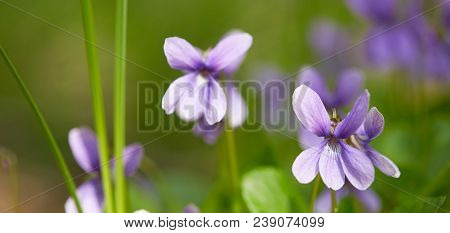 Spruce Branches And Snowdrops. Liverwort Noble. The First Spring Flowers In The Belarusian Forest
