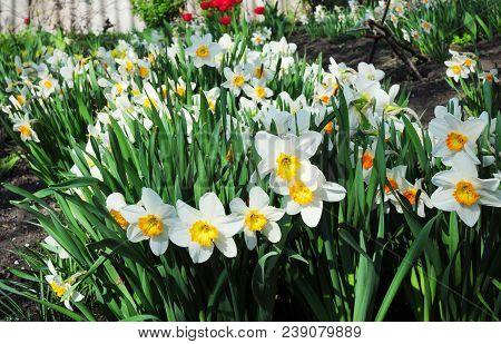 White Spring Narcissus Flowers. Narcissus Flower Also Known As Daffodil, Daffadowndilly, Narcissus, 