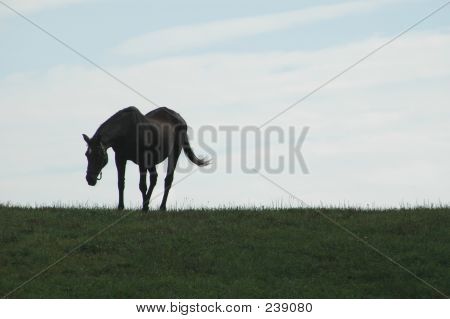 Cavalo 54