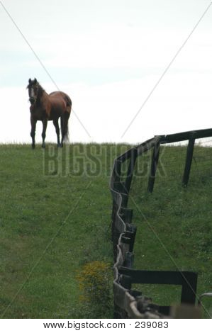 Cavalo 60