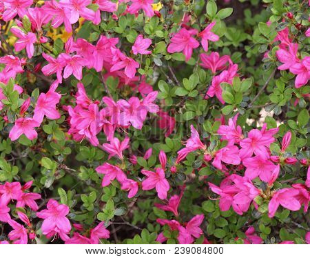 Big Pink Azalea Or Rhododendron In A Organic Garden. Season Of Flowering Azaleas . Azaleas Are Shade