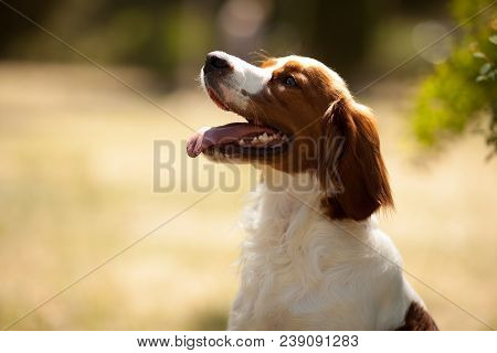 Epagneul Breton Beautiful Portrait In Hunting White-red