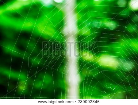 Spiderweb Trap Spread On A Tree, Waiting For A Prey, Forming Almost Perfect Hexagonal Patterns