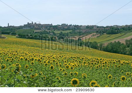 Champ des panorama de Filottrano(ancona, Marches, Italy) et tournesols