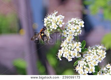 Bumblebee Flying Over A Blooming White Bush For Eating Floral Nectar From Numerous Flowers