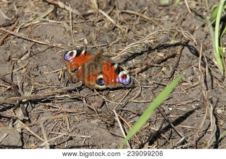 Awesome Colorful Butterfly Sitting On Dry Ground