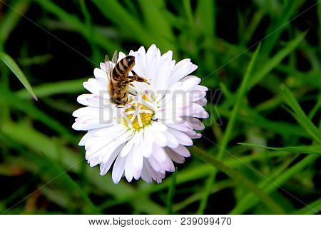 Amazing Bee On Blooming White Flower