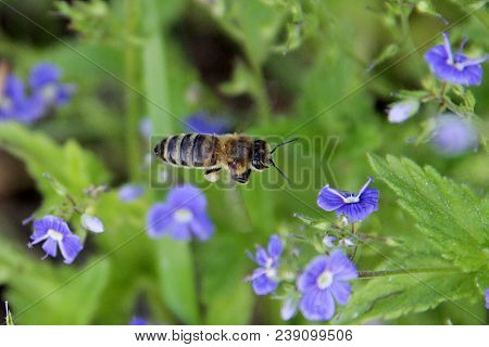 A Bee Flying Over Blue Flowers At High Speed