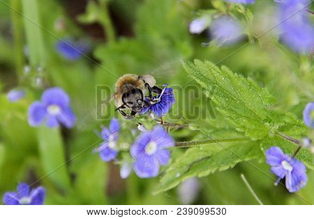 A Bee Flying Over Blue Flowers At High Speed
