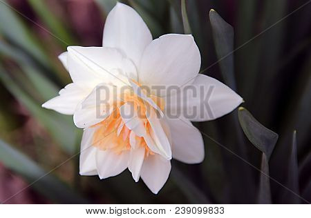 Macro Photo Of Amazing Flower With Gentle White And Yellow Petals On Green Grass Background