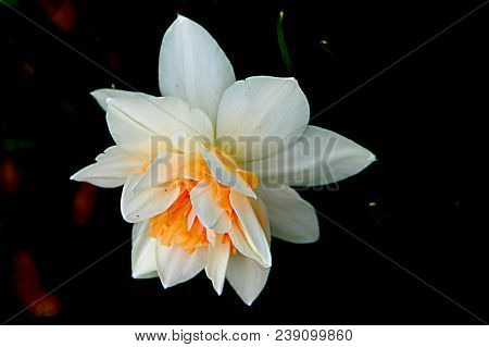 Macro Photo Of Amazing Flower With Gentle White And Yellow Petals On Green Grass Background