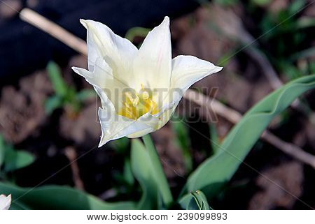 Macro Photo Of Amazing Flower With Gentle White And Yellow Core On Green Grass Background