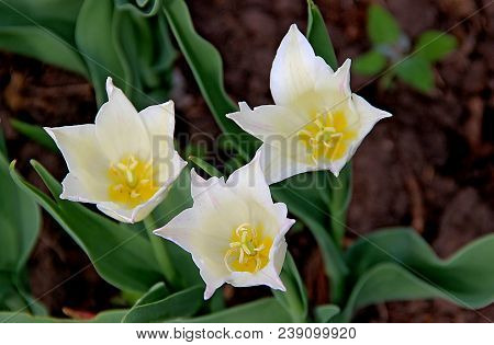 Macro Photo Of Three Flowers With Gentle White Petals And Yellow Core On Green Grass Background