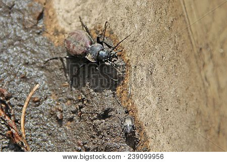 Two Black Beetles Sitting On The Sand, One Big, The Other Small