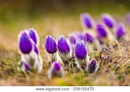 Pasque Flower Pulsatilla Blossom. Detail Macro Of Violet Flower, Taken During The Beautiful Spring S