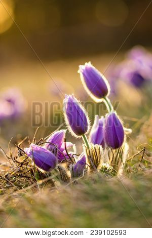 Pasque Flower Pulsatilla Blossom. Detail Macro Of Violet Flower, Taken During The Beautiful Spring S