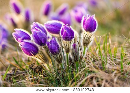 Pasque Flower Pulsatilla Blossom. Detail Macro Of Violet Flower, Taken During The Beautiful Spring S