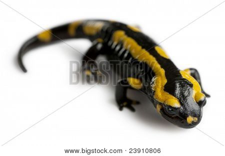 Brand salamander, Salamandra salamandra, foran hvid baggrund