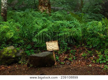 Photo Of Fern In Forest, Empty Plate