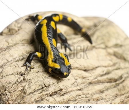 Brand salamander på rock, Salamandra salamandra, foran hvid baggrund