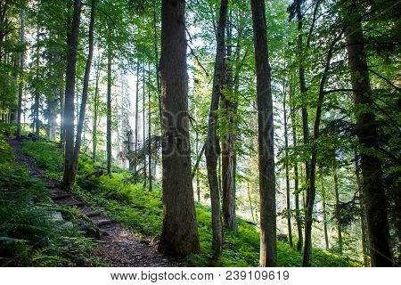 Image Of Forest With Fern In Summer Day